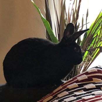 Petco - Adopted rescue bunny - Pet Training Near Me - Roseville, California