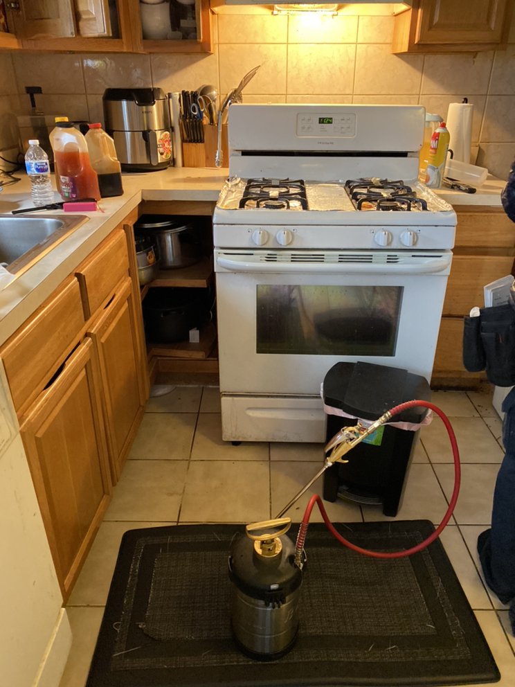 SUCCESS PEST CONTROL Updated June 2024 14 Photos Staten Island, New York Pest Control