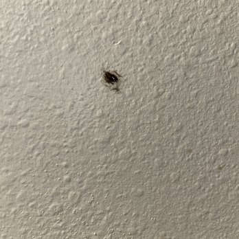Somerset Properties - Roaches - Apartments Near Me - Willmar, Minnesota Somerset Properties - Roaches - Apartments Near Me - Willmar, Minnesota
