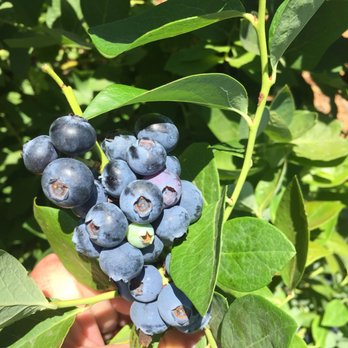 Temecula Berry - Farms Near Me - Temecula, California