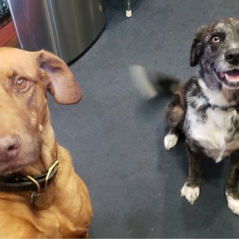 Uncle Jeff's Pet Sitting & More - Dog Walkers Near Me - Canoga Park, California Uncle Jeff's Pet Sitting & More - Dog Walkers Near Me - Canoga Park, California