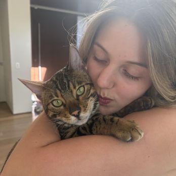 San Diego Bengal - Pet Breeders Near Me - Ramona, California San Diego Bengal - Pet Breeders Near Me - Ramona, California