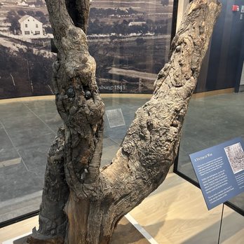Gettysburg Museum and Visitor Center - Tree with bullets in it - Visitor Centers Near Me - Gettysburg, Pennsylvania