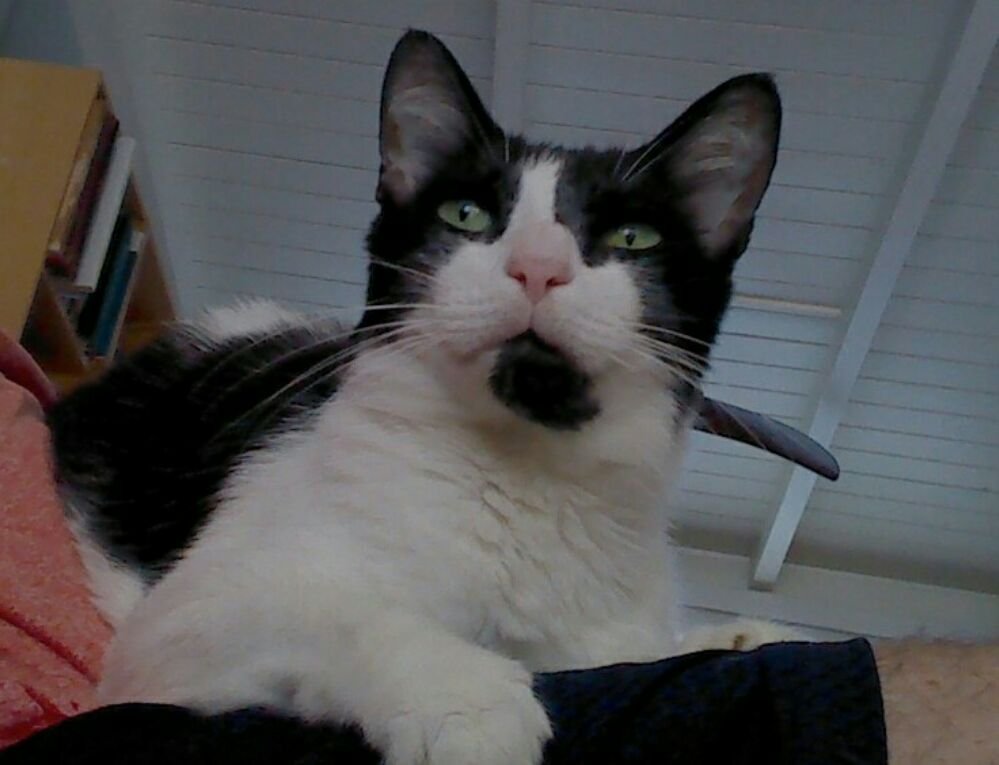 HAPA SITTING SERVICE Updated October 2024 2393 Tantalus Dr