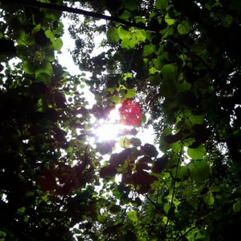 Rainbow Kayak Tours - The beautiful trees on the walk from the place we beached our kayaks to the Secret Falls. - Rafting/Kayaking Near Me - Kapaa, Hawaii