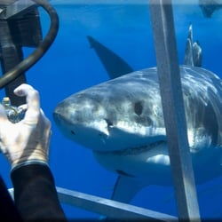 San Diego Shark Diving Expeditions - Hold that pose