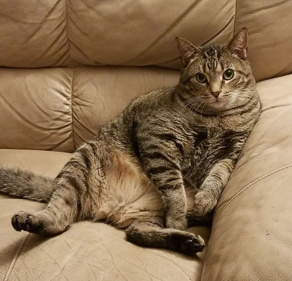 WOOF ANIMAL HOSPITAL 35 Photos & 21 Reviews 1911 N Austin Ave, Texas