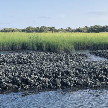 Waterbug Tours - Oyster shells sparkling. - Boating Near Me - Beaufort, North Carolina