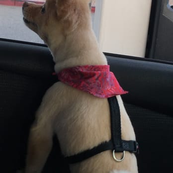 Nikki's Pet Spa - Wonderful blending job. - Pet Groomers Near Me - Norco, California