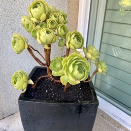 Green rose Green rose