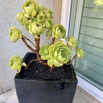 Ace Mega Succulents - Green rose - Nurseries & Gardening Near Me - Lemon Grove, California Ace Mega Succulents - Green rose - Nurseries & Gardening Near Me - Lemon Grove, California