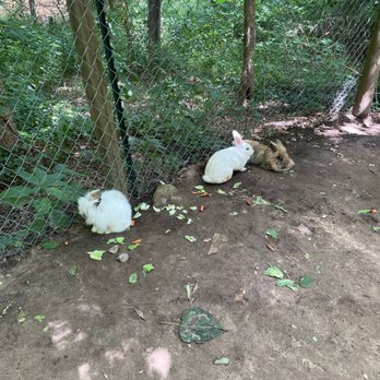 Yellow River Wildlife Sanctuary - Zoos Near Me - Lilburn, Georgia Yellow River Wildlife Sanctuary - Zoos Near Me - Lilburn, Georgia