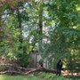 Walt's Tree Service