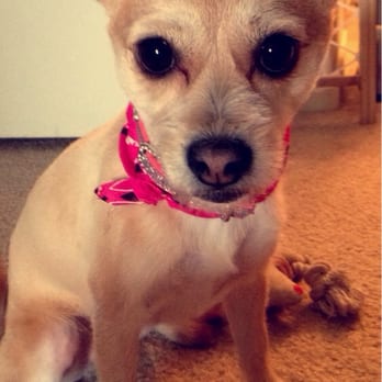 Urban Style Dog - Dolce is groomed!! - Pet Groomers Near Me - Las Vegas, Nevada Urban Style Dog - Dolce is groomed!! - Pet Groomers Near Me - Las Vegas, Nevada