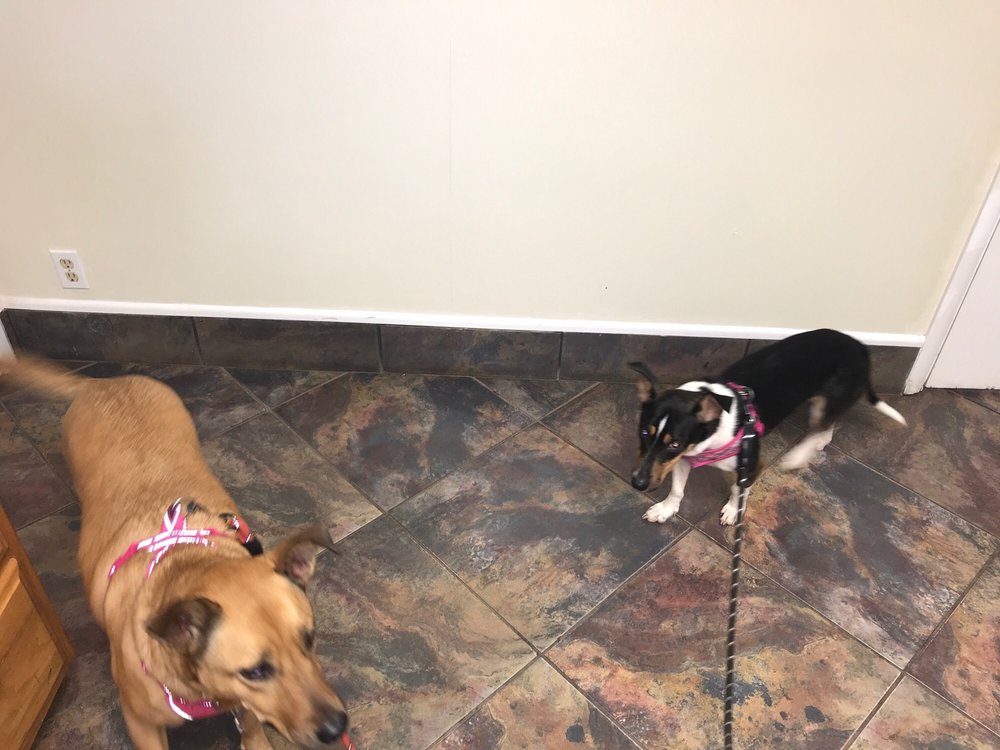 BROADMOOR ANIMAL HOSPITAL 260 Ockley Dr, Shreveport, Louisiana