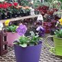 Photo of Sunset Flowerland & Greenhouses