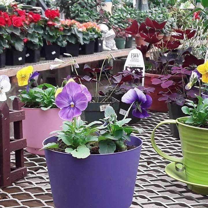 SUNSET FLOWERLAND & GREENHOUSES Updated October 2024 491 Ridge Rd