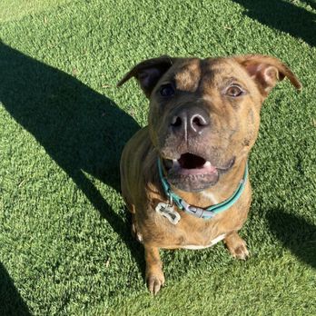 Top Dog Training and Resort - Pet Sitting Near Me - Hillsborough, North Carolina Top Dog Training and Resort - Pet Sitting Near Me - Hillsborough, North Carolina