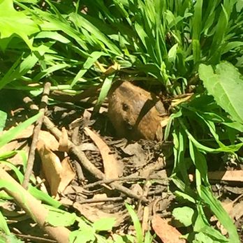 Mount Davidson Park - Awww little cutie! - Parks Near Me - San Francisco, California