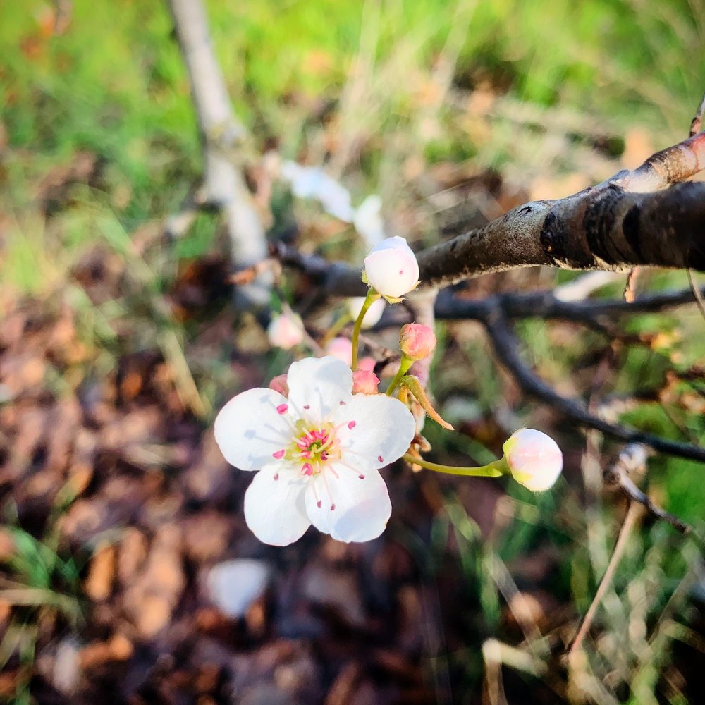 Woodward Park 597 Photos & 104 Reviews Parks 7775 N Friant Rd, Fresno, CA Phone Number