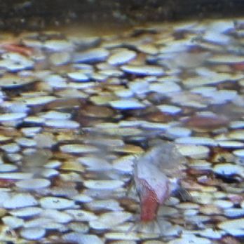 Petco - Dead fish - Pet Training Near Me - Las Vegas, Nevada Petco - Dead fish - Pet Training Near Me - Las Vegas, Nevada