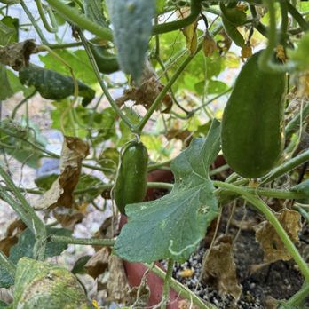 Glendora Gardens Nursery and Tree Farm - Persian cucumbers planted in mid May. - Nurseries & Gardening Near Me - Glendora, California