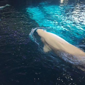 Shedd Aquarium - Beluga whale - Aquariums Near Me - Chicago, Illinois Shedd Aquarium - Beluga whale - Aquariums Near Me - Chicago, Illinois