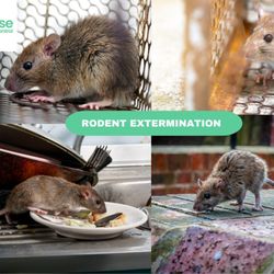 Wise Pest Control