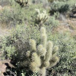 Tonto National Forest