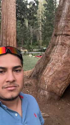 Giant Forest Museum by null