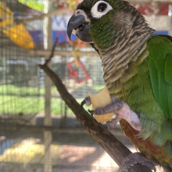 Uncle Sandy's Macaw Bird Park - Animal Shelters Near Me - Pensacola, Florida Uncle Sandy's Macaw Bird Park - Animal Shelters Near Me - Pensacola, Florida
