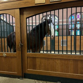 Budweiser Brewery Experience - This is one of the horses in his stable. - Beer Tours Near Me - Saint Louis, Missouri Budweiser Brewery Experience - This is one of the horses in his stable. - Beer Tours Near Me - Saint Louis, Missouri