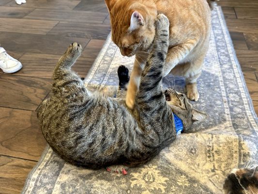 Catty Corner Cafe by null