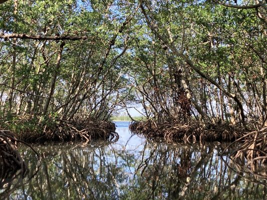 Happy Paddler Kayak Tours & Rentals - Lido Key Ted Sperling Park by null
