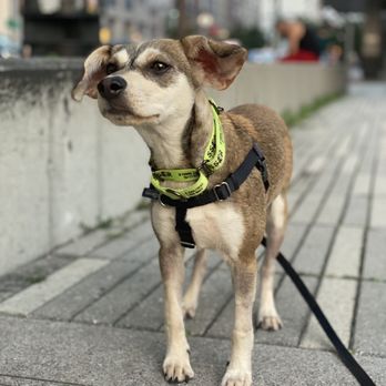See Spot Rescued - Pet Adoption Near Me See Spot Rescued - Pet Adoption Near Me