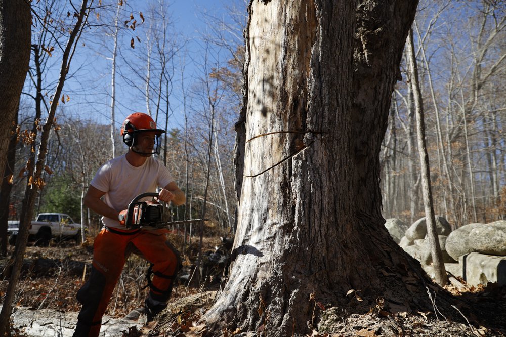 Good Neighbors - tree service in Belgrade, ME