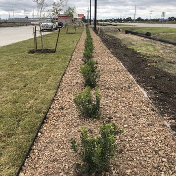 Patlan Landscape & Irrigation - a row of trees planted along a gravel path - Landscaping Near Me - Prosper, Texas