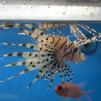 The Love Aquarium - Aquarium Services Near Me - Escondido, California The Love Aquarium - Aquarium Services Near Me - Escondido, California