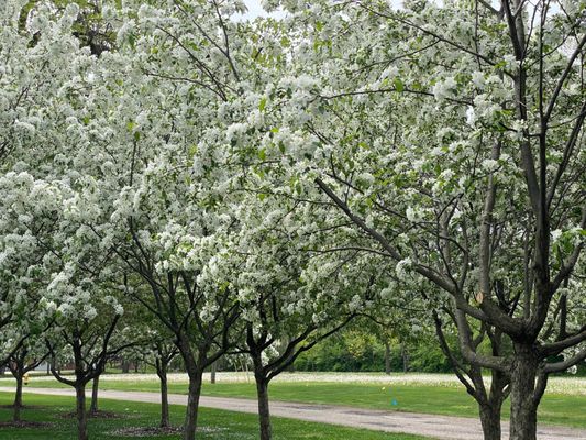 George George Memorial Park by null