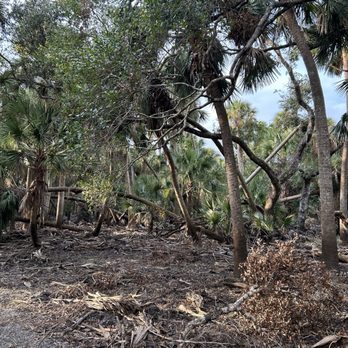 Myakka River State Park - Example of hurricane damage - Parks Near Me - Sarasota, Florida Myakka River State Park - Example of hurricane damage - Parks Near Me - Sarasota, Florida