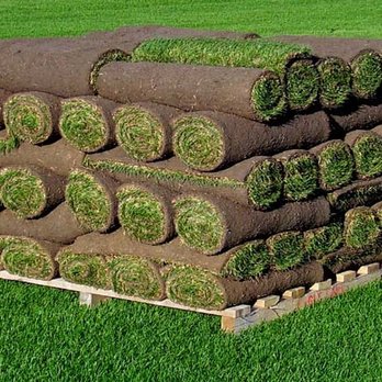 Grass Farm - fresh sod cut daily - Nurseries & Gardening Near Me - Morgan Hill, California Grass Farm - fresh sod cut daily - Nurseries & Gardening Near Me - Morgan Hill, California