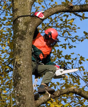 Orlando Tree and Landscape - tree service in Orlando, FL