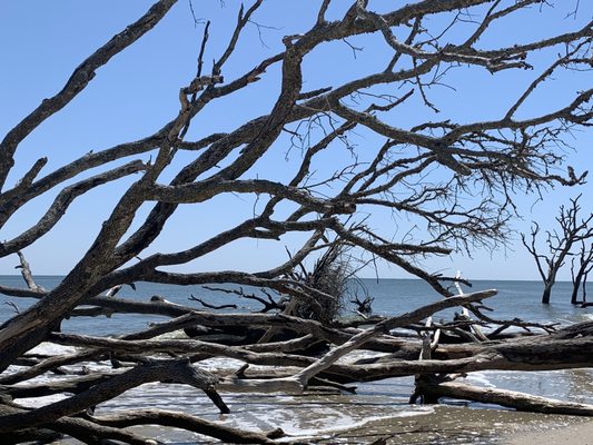 Botany Bay Heritage Preserve/Wildlife Management Area by null
