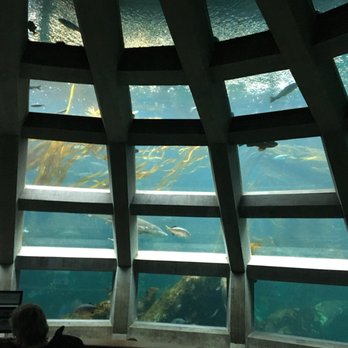 Seattle Aquarium - Aquariums Near Me - Seattle, Washington