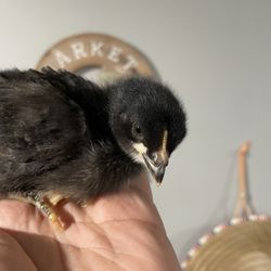 Aguacate Farm Hatchery