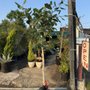 Photo of Echo Garden