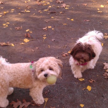 Wags West - Dog Walkers Near Me - New York, New York Wags West - Dog Walkers Near Me - New York, New York