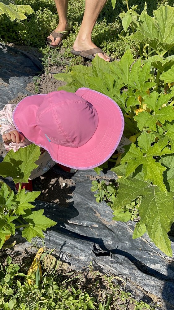 Root Connection CSA - beekeeping in Redmond, WA