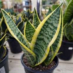 We got a truckload of new houseplants! Photo take 10/16/23!