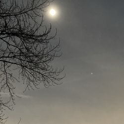 Tree Gods Tree Service - solar eclipse